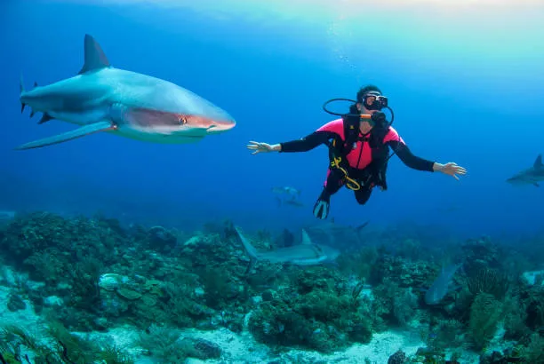 Roatán Encounters