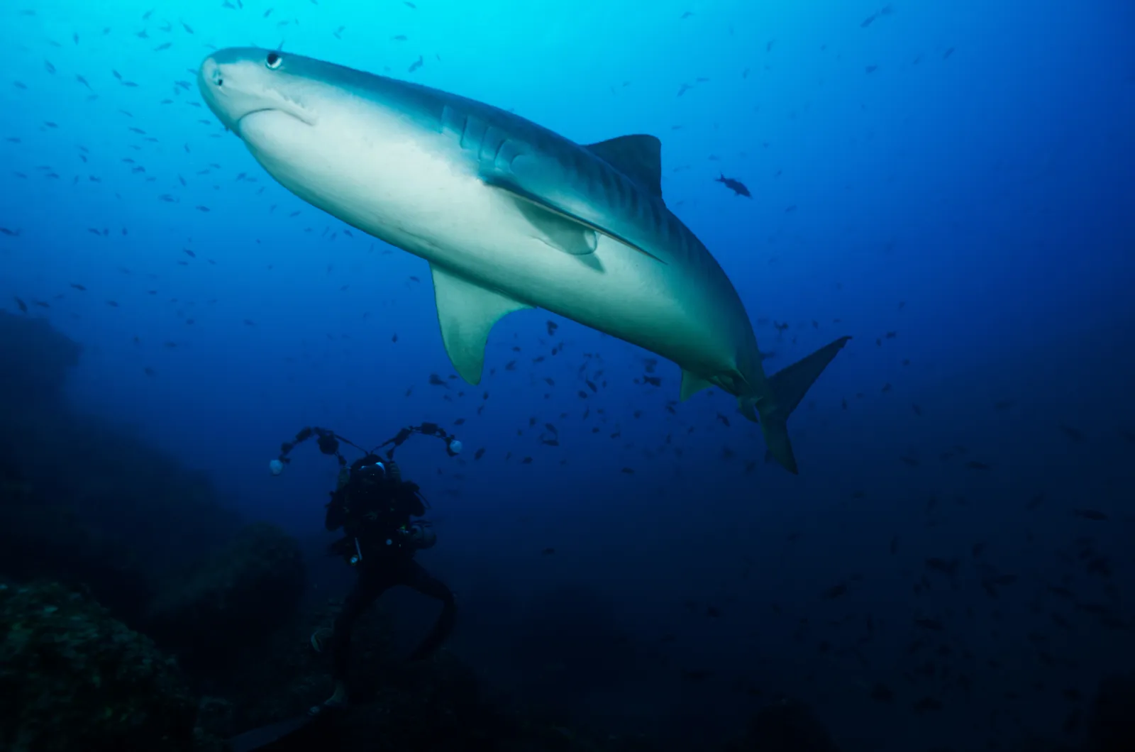 Doce especies de tiburones