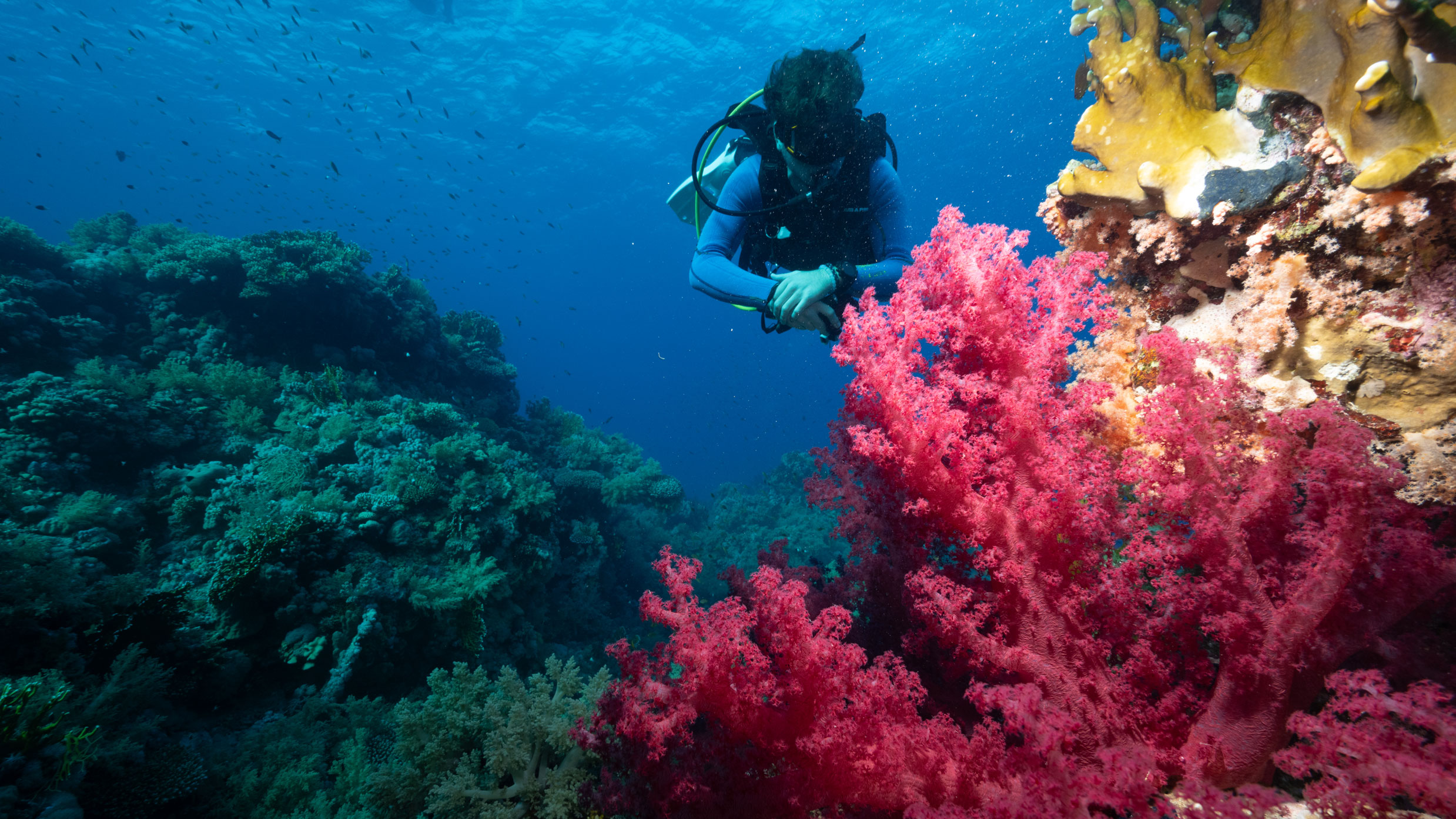 Corales y colores