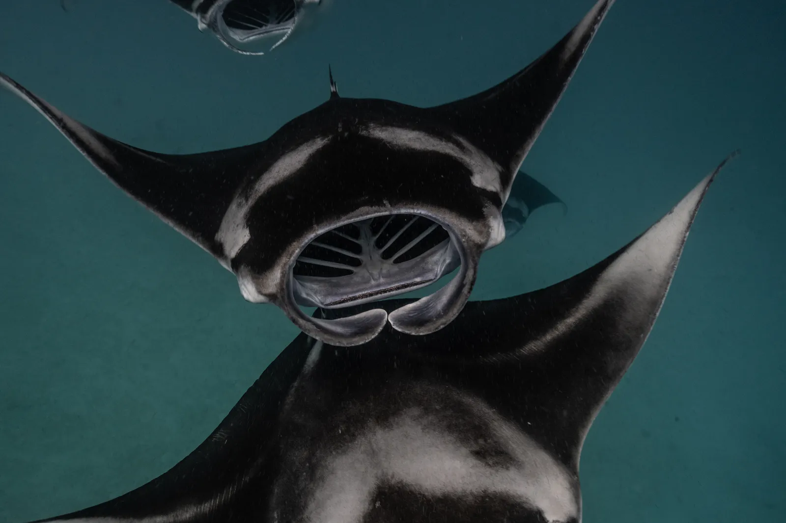 Estaciones de limpieza de mantas