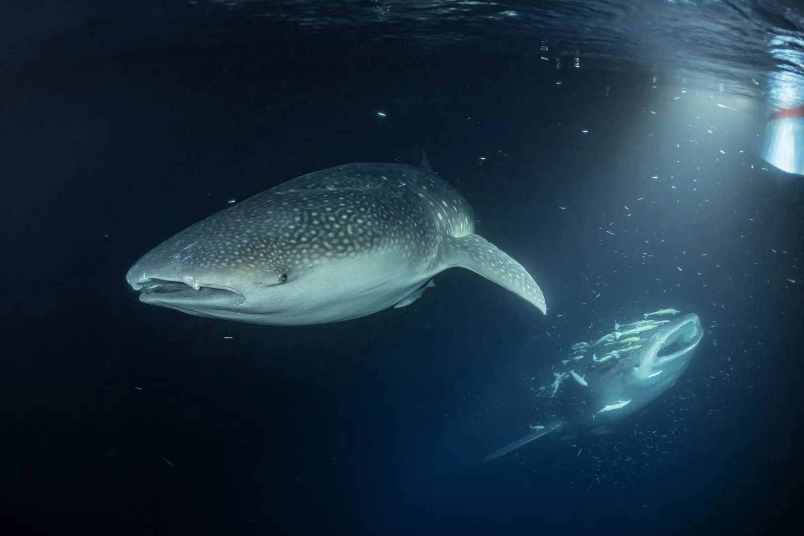 Tiburón ballena nocturno en Huvadhoo