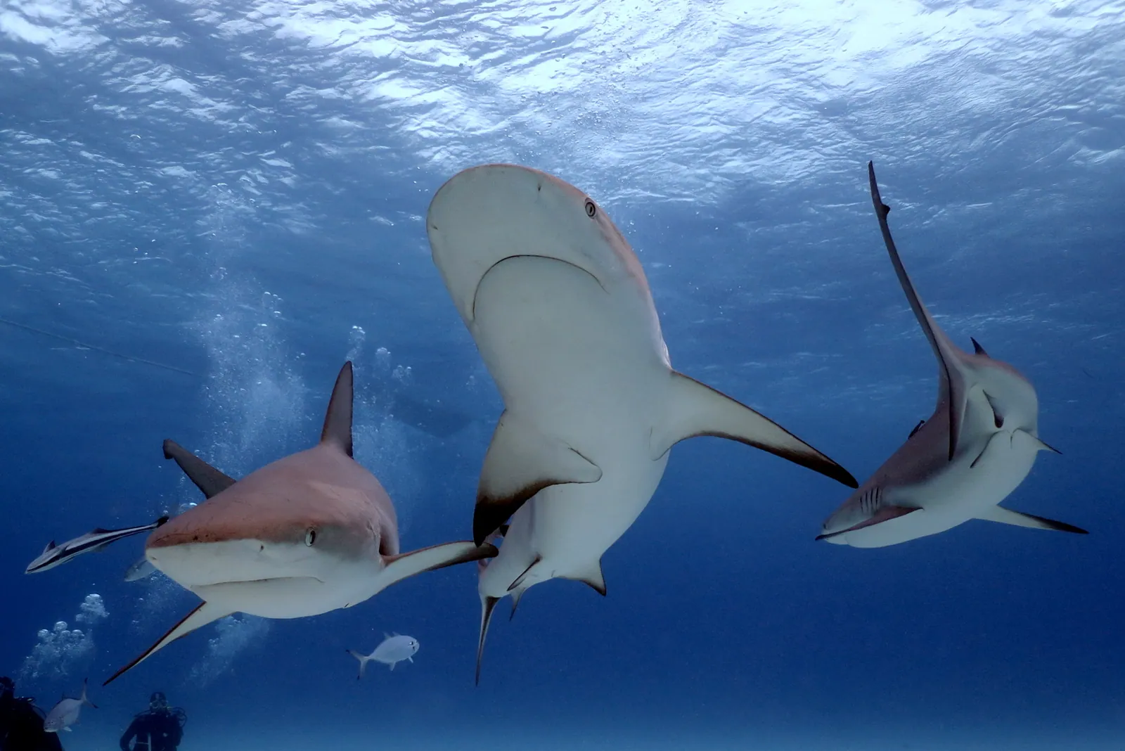 Shark Junction (Gran Bahama)