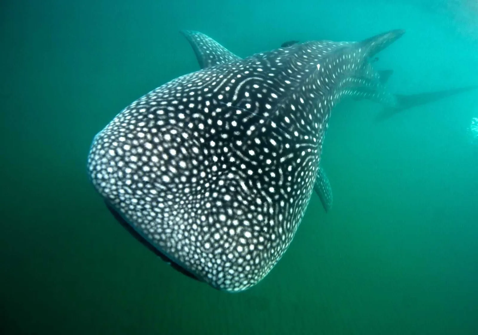 Tiburón ballena
