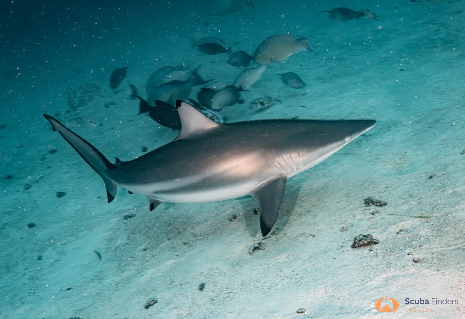 Shark Nursery y arrecifes del norte