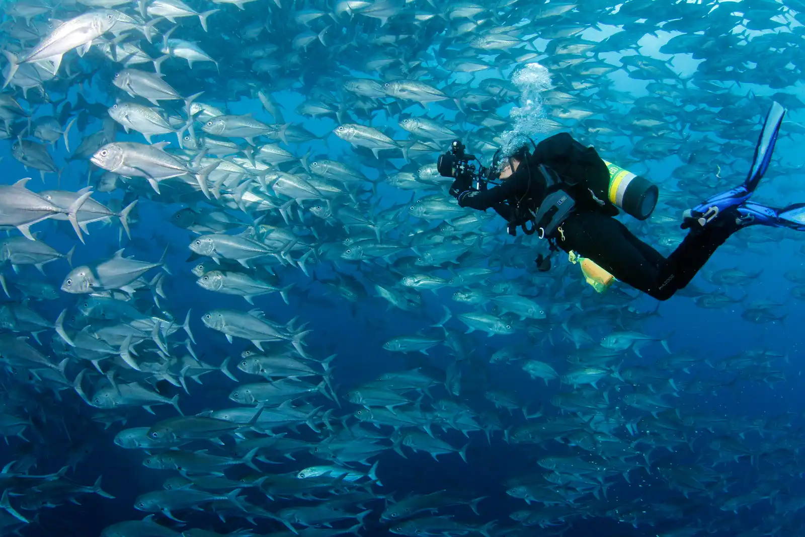 Buceo pelágico en corriente