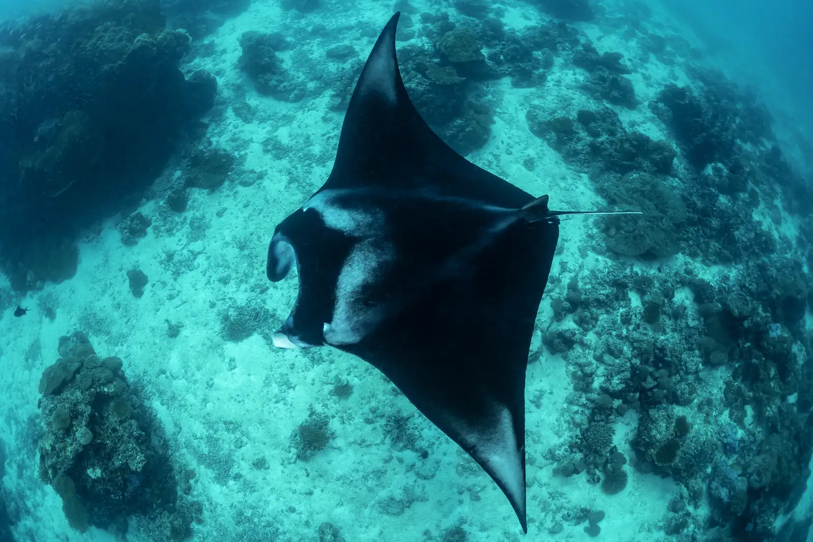 Estaciones de limpieza de mantas
