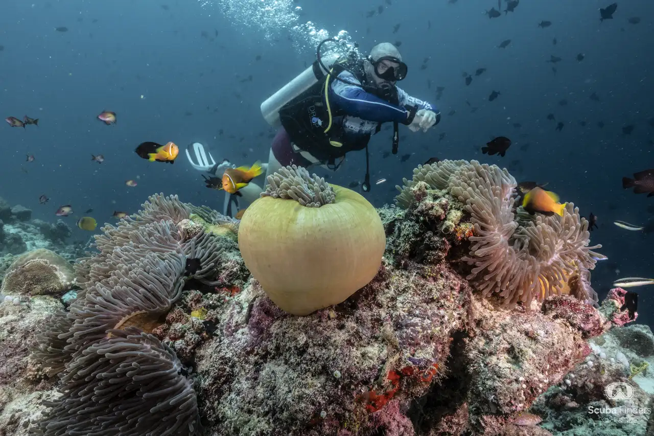 Finger Point Reef (Malé Norte)