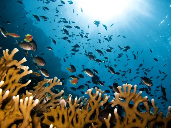 Parque Nacional de Ras Mohamed