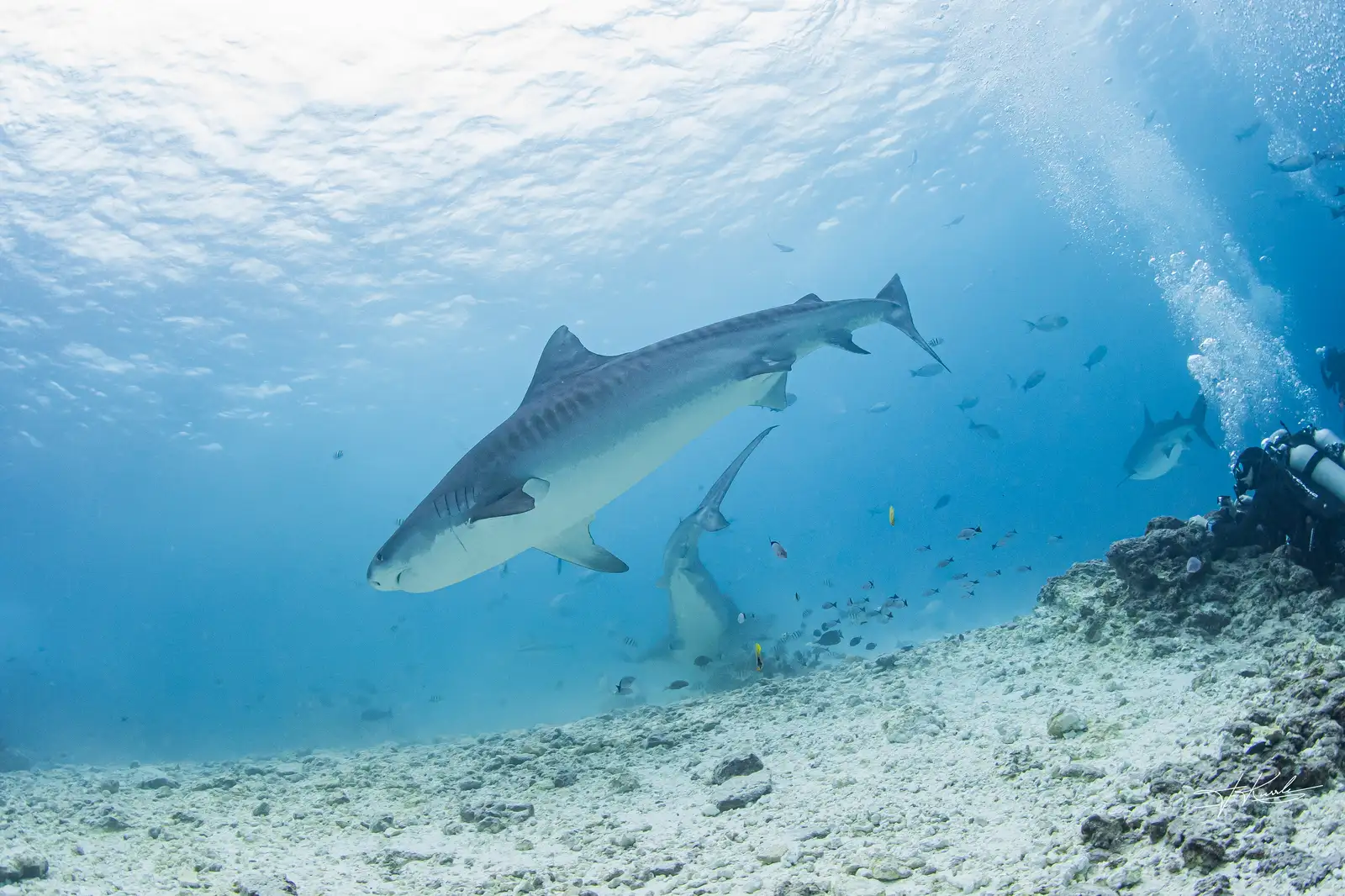 Fuvahmulah y el tiburón tigre