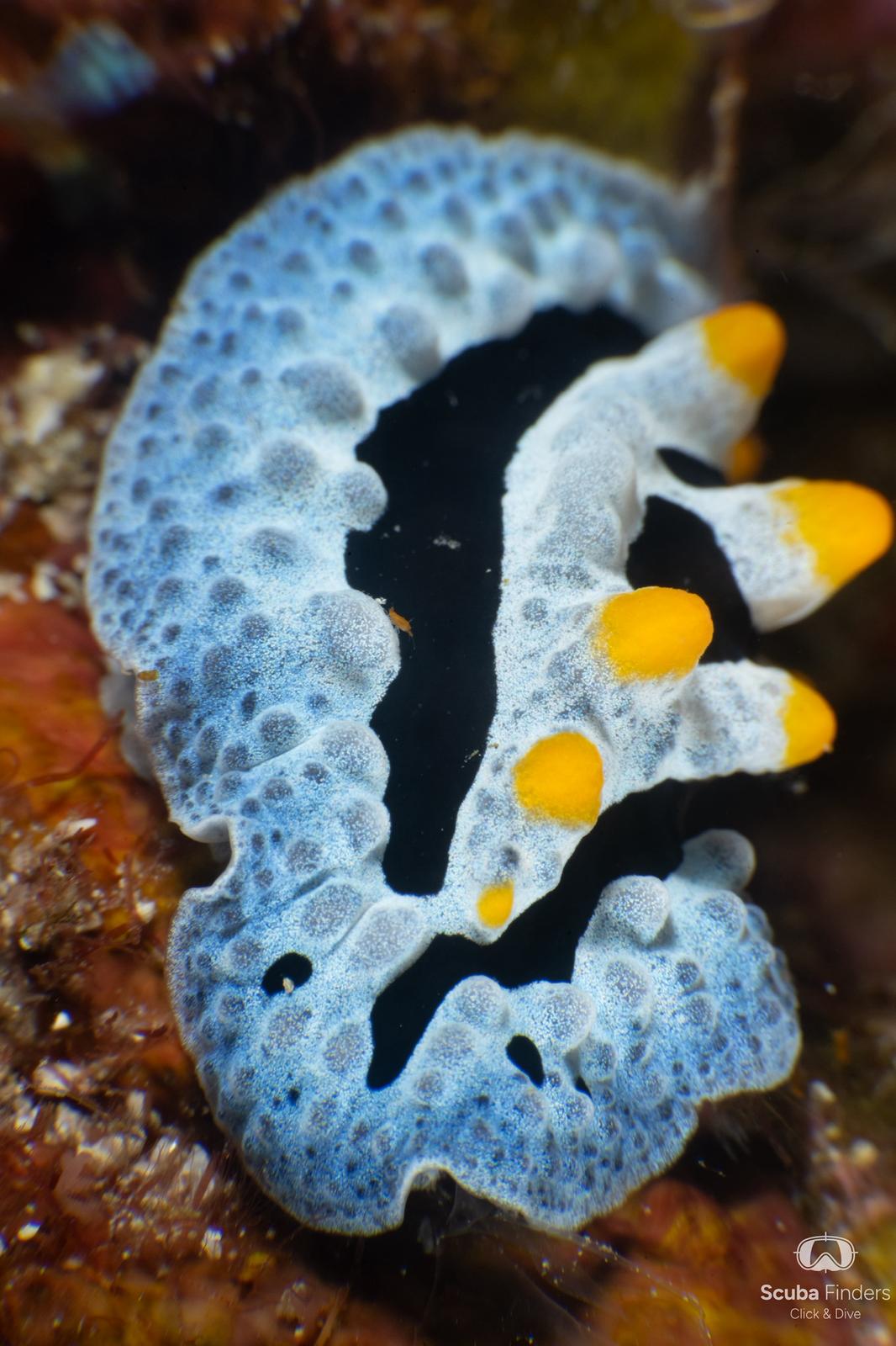 Buceo Macro de Clase Mundial