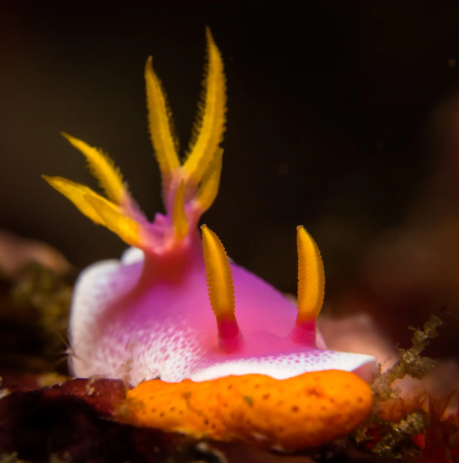 Lembeh, la capital mundial del muck diving