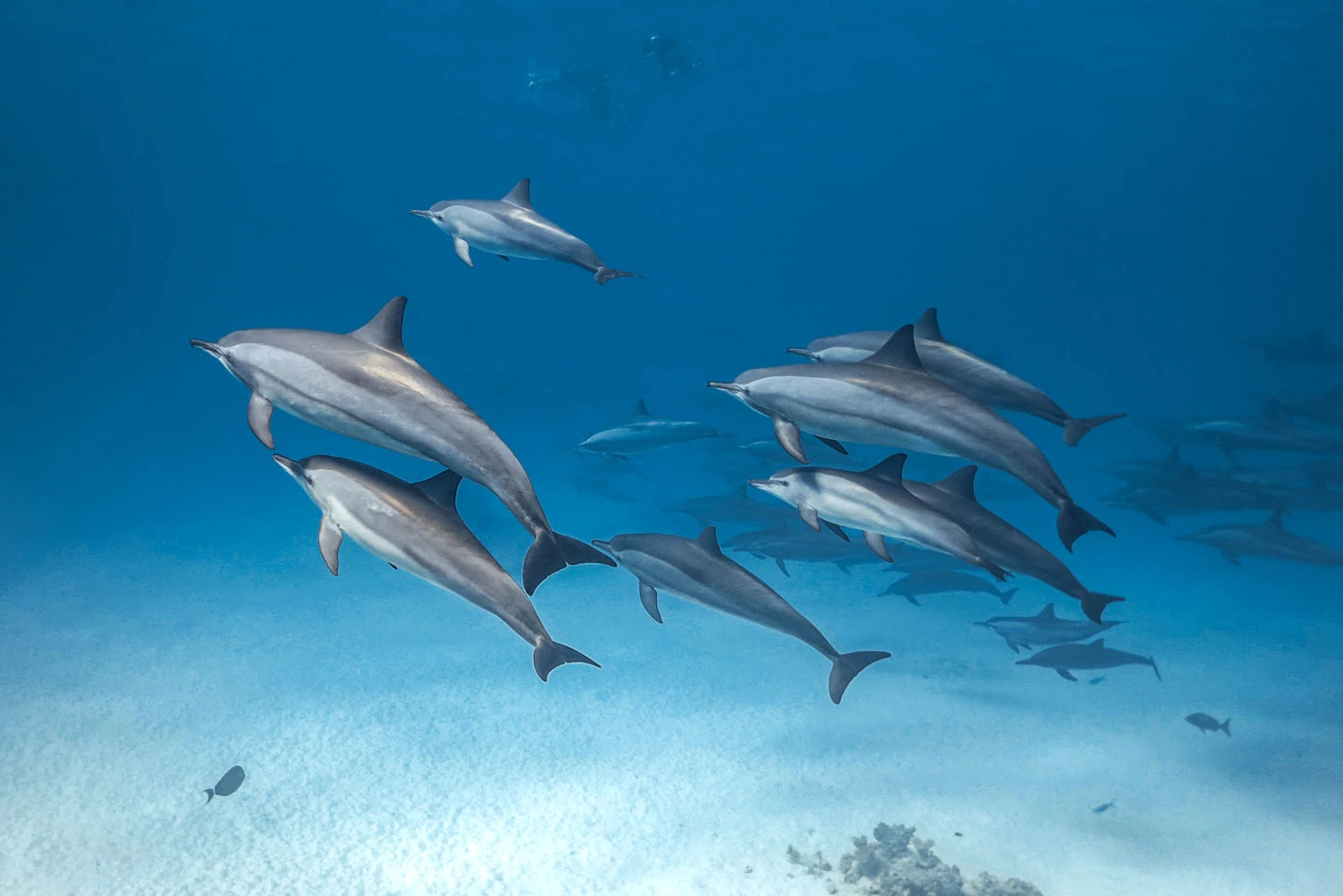 Dolphin house
