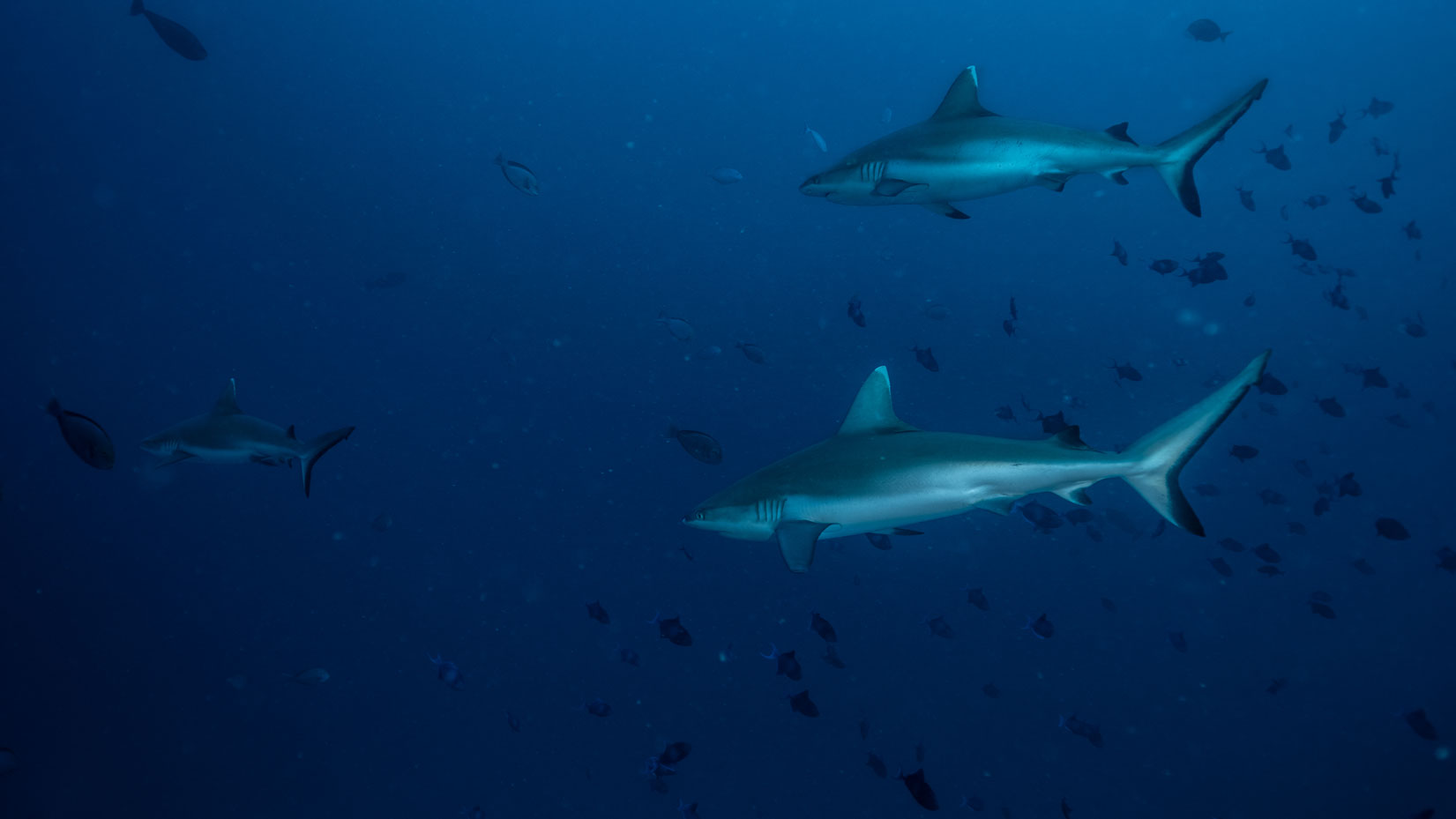 Fushi kandu