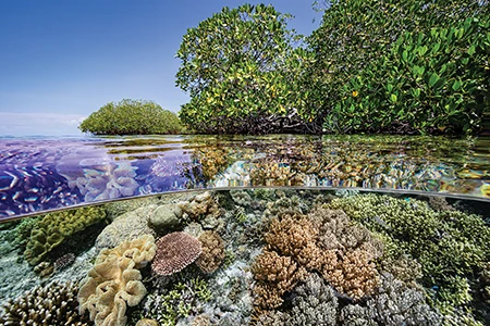 Manglares de agua clara
