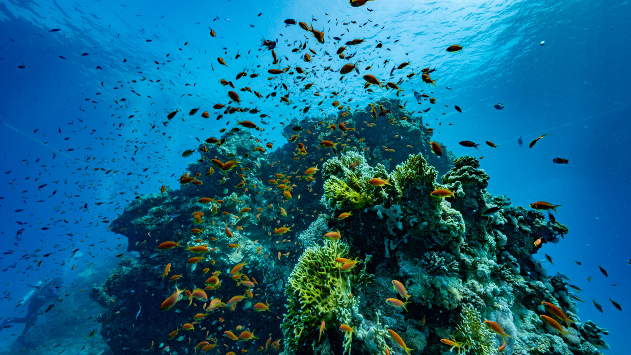 Deadalus reef