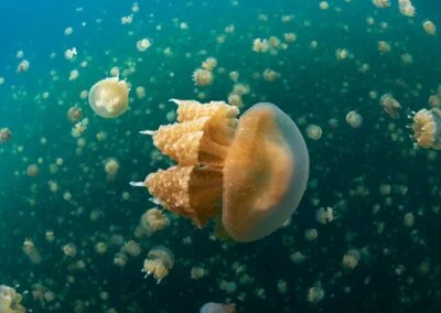 Snorkel en el lago de las medusas (experiencia no inmersión)