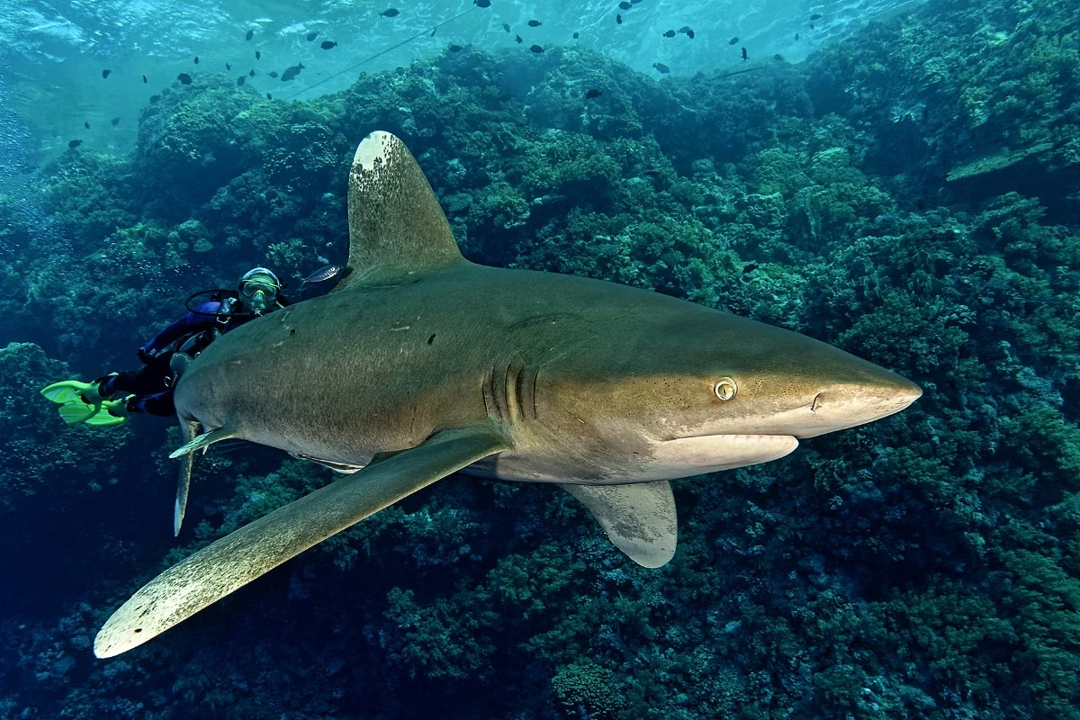 Elphinstone Reef