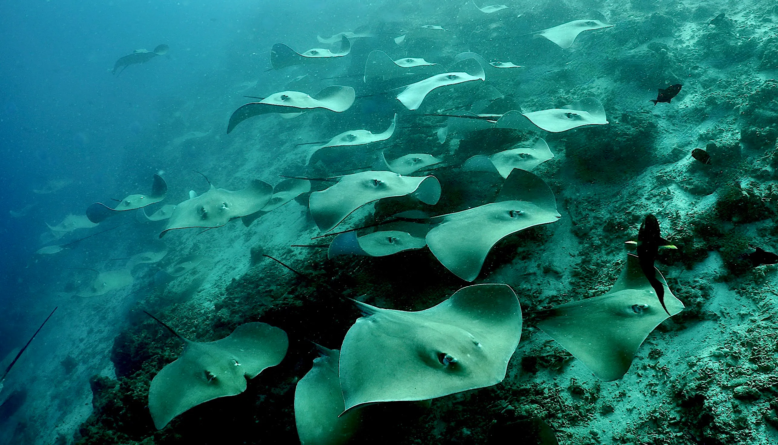 Shark Tank