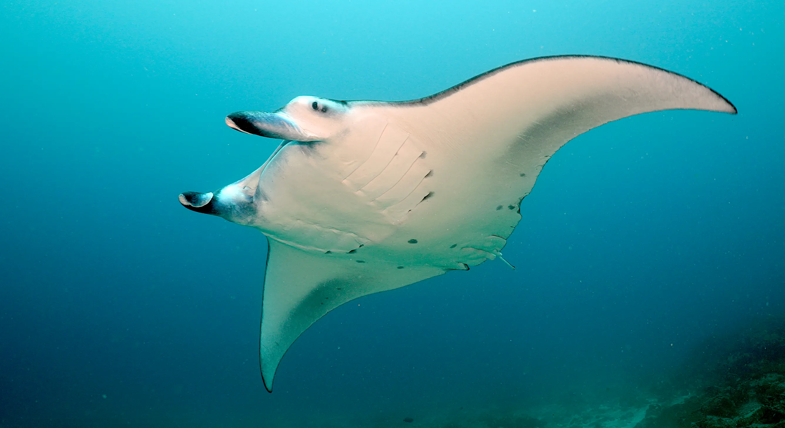 Lankan Manta Point (mayo–noviembre)