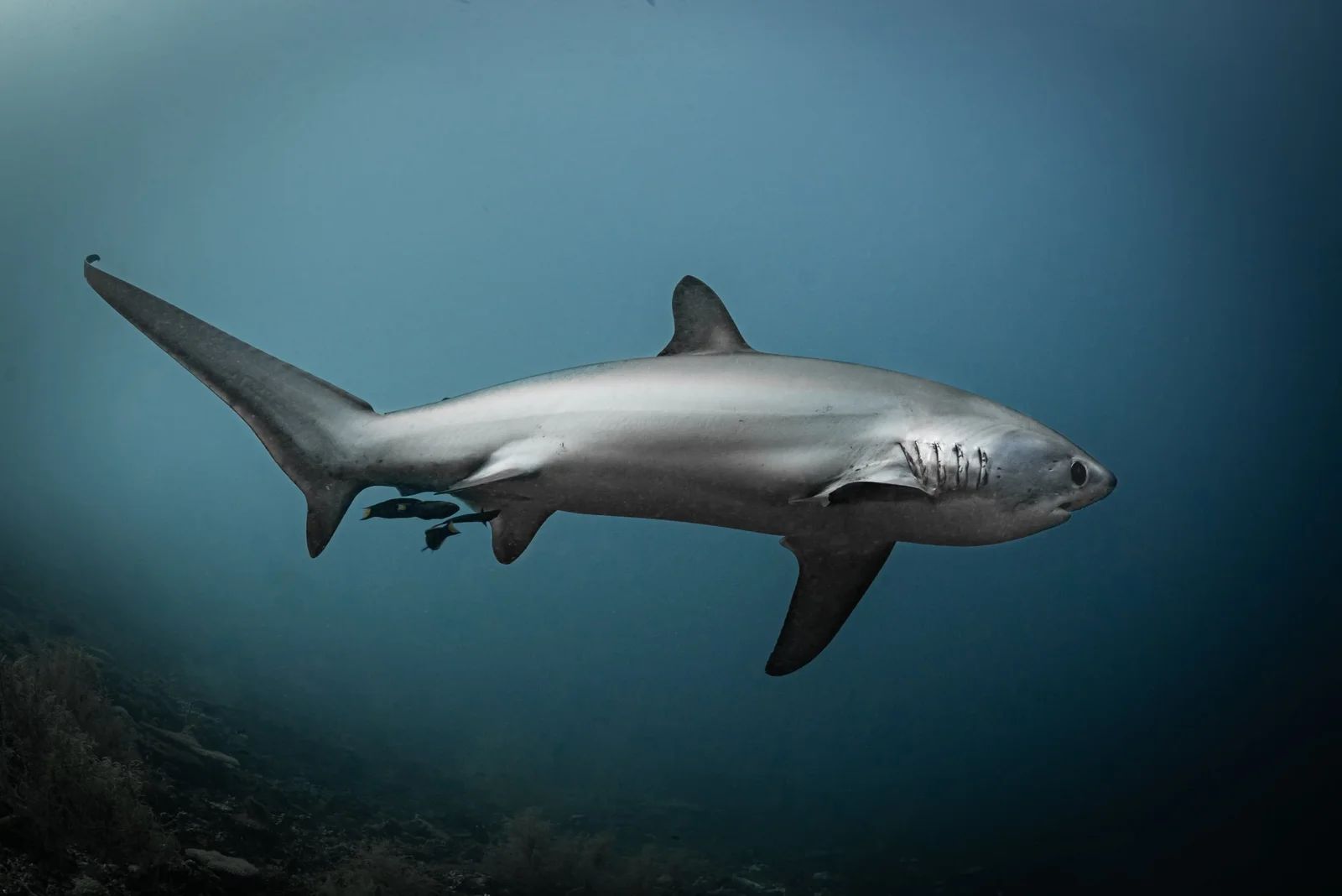 Monad y Kimud Shoal