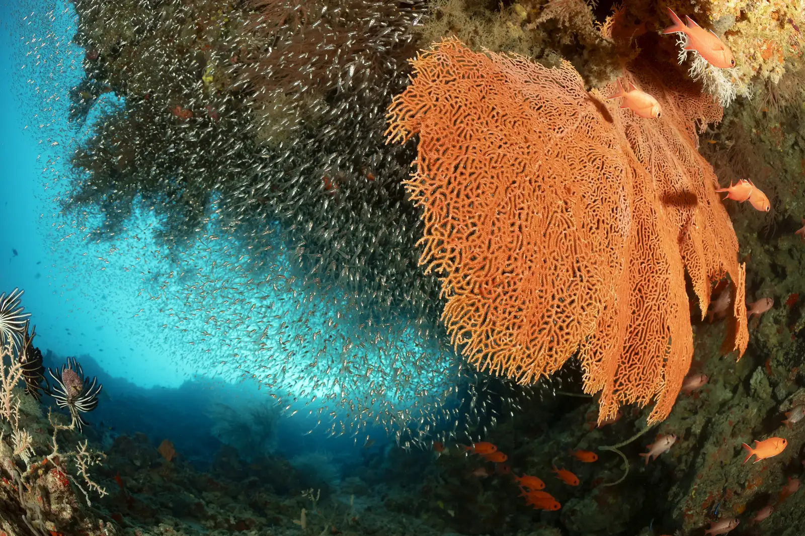 Cuevas de coral blando y pináculos