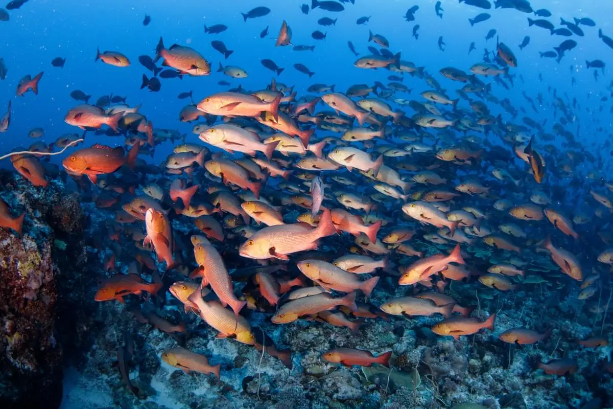 Desove del pargo rojo