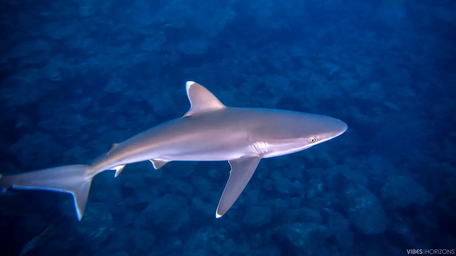 Grandes pelágicos y tiburones