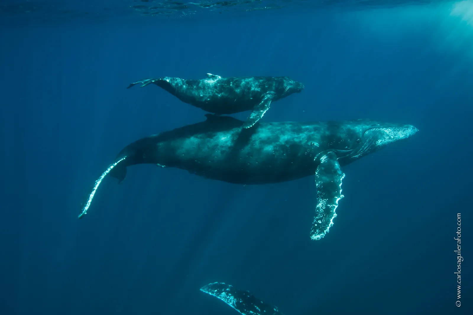 Ballenas jorobadas