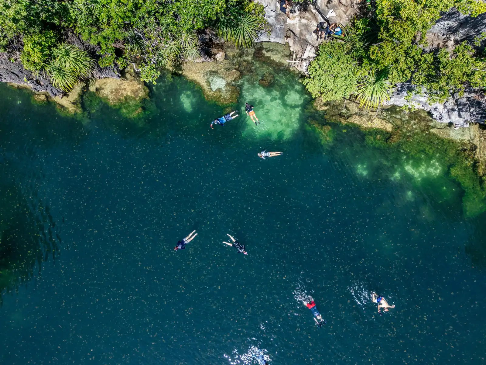 Lago de medusas sin aguijón