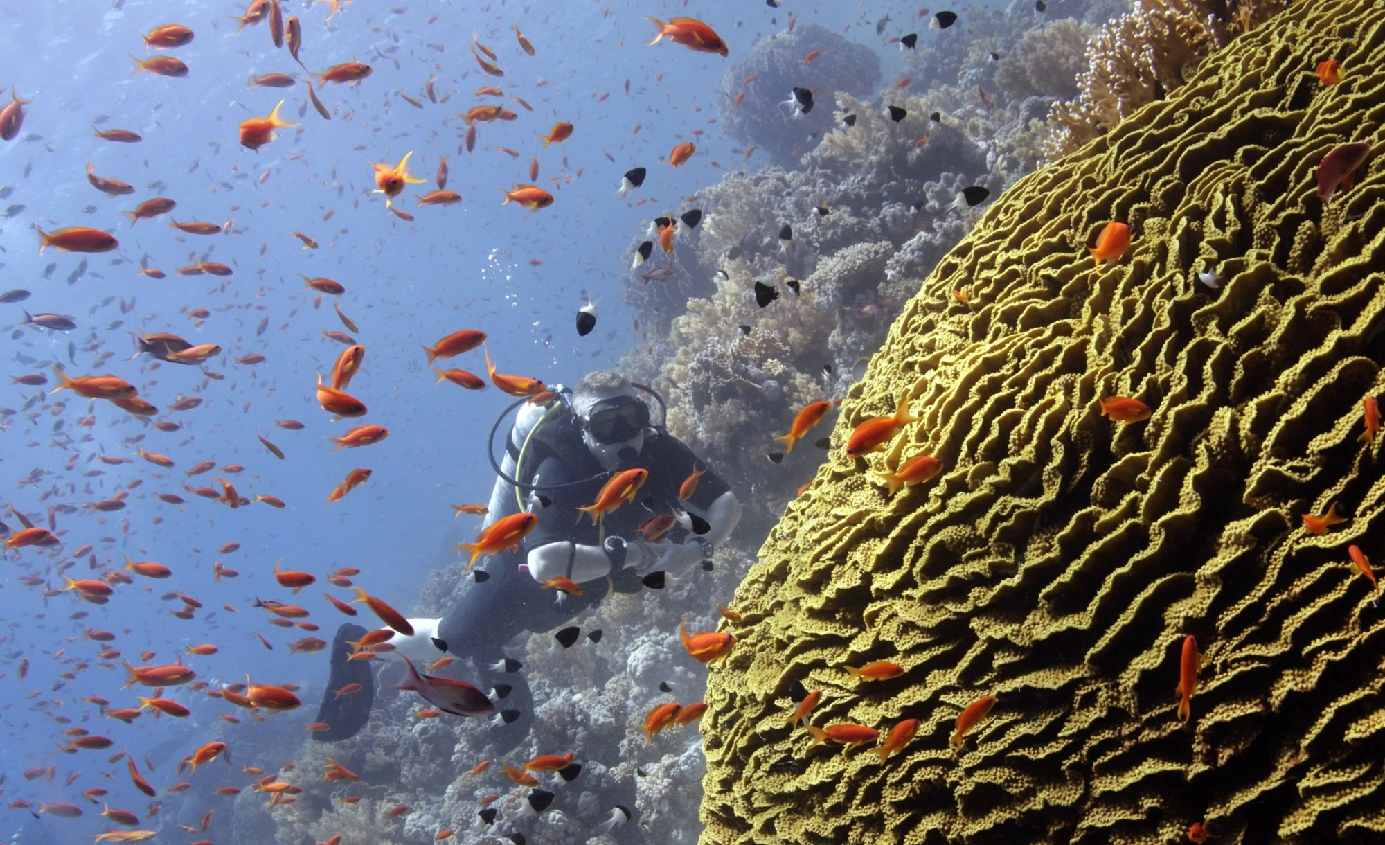 Sha'ab Sharm