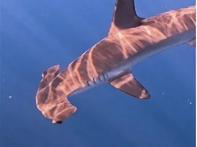 Snorkel con tiburón martillo