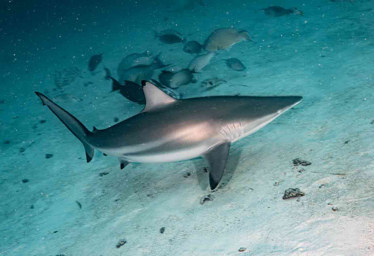 Shark tank