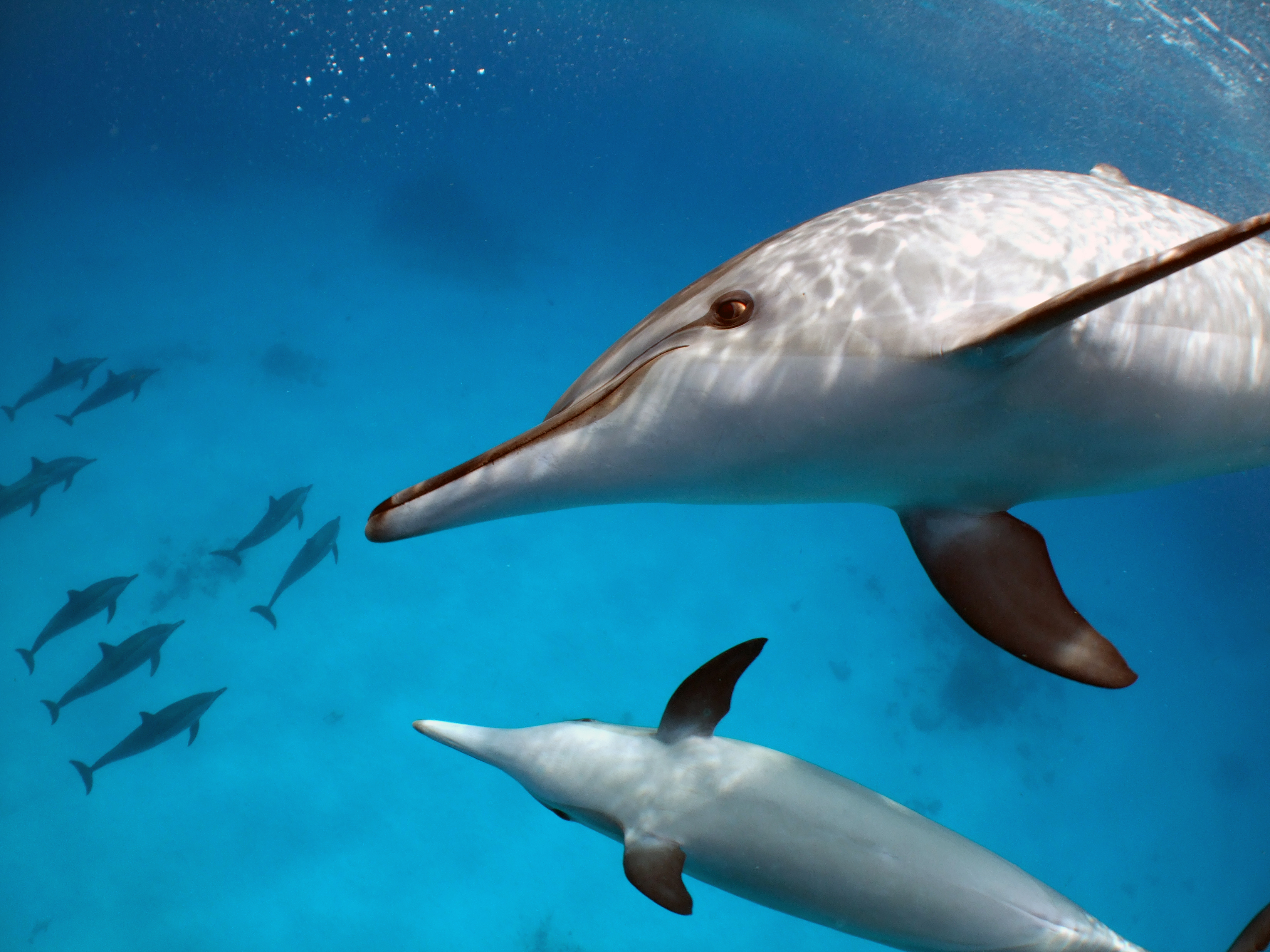 Delfines en Sha’ab El Erg